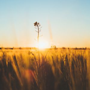 field