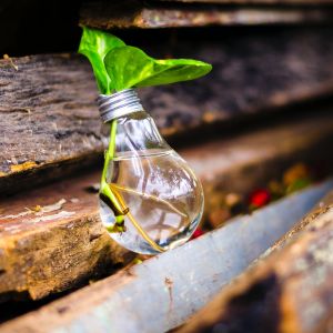 Light bulb with a plant in it